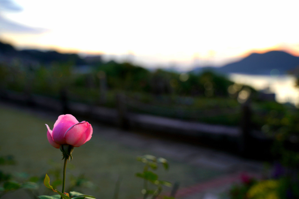 花と夕日