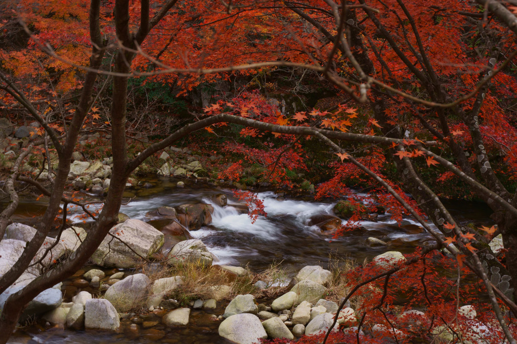 紅葉と川