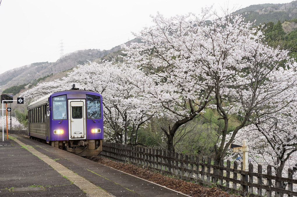 2023 桜の駅笠置