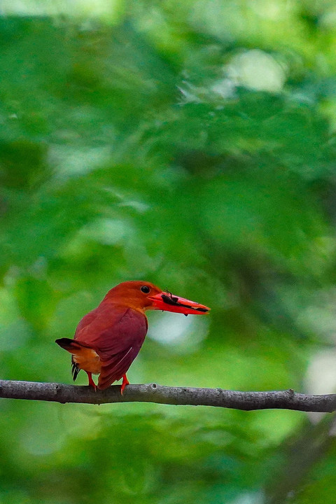 アカショウビン