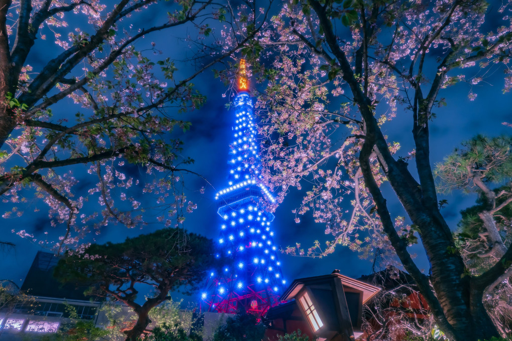 東京タワー【Diamond Veil 夜桜 ver.】