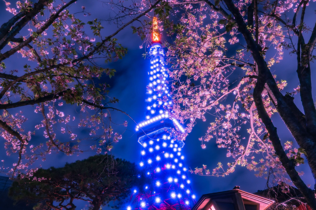 東京タワー【Diamond Veil 夜桜 ver.】