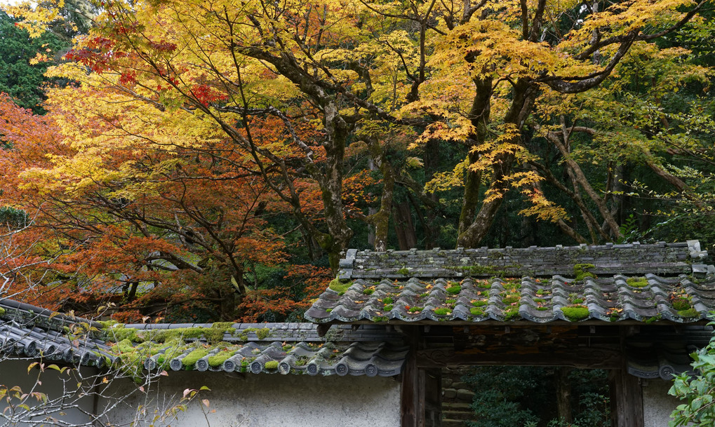 湖東三山の紅葉