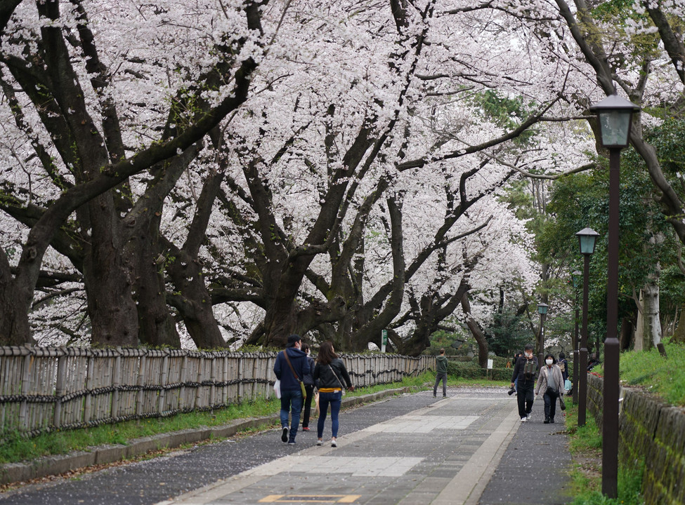 名城周辺の桜