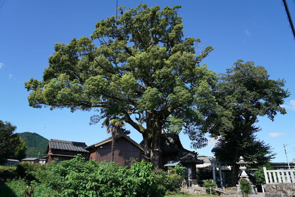 東海道　赤坂宿、御油の松並木、御油宿散策
