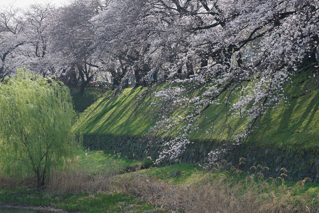 名城周辺の桜