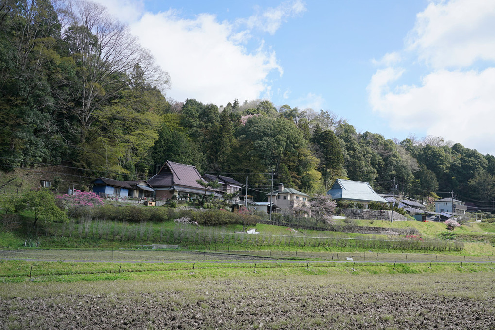 山里の春 ③