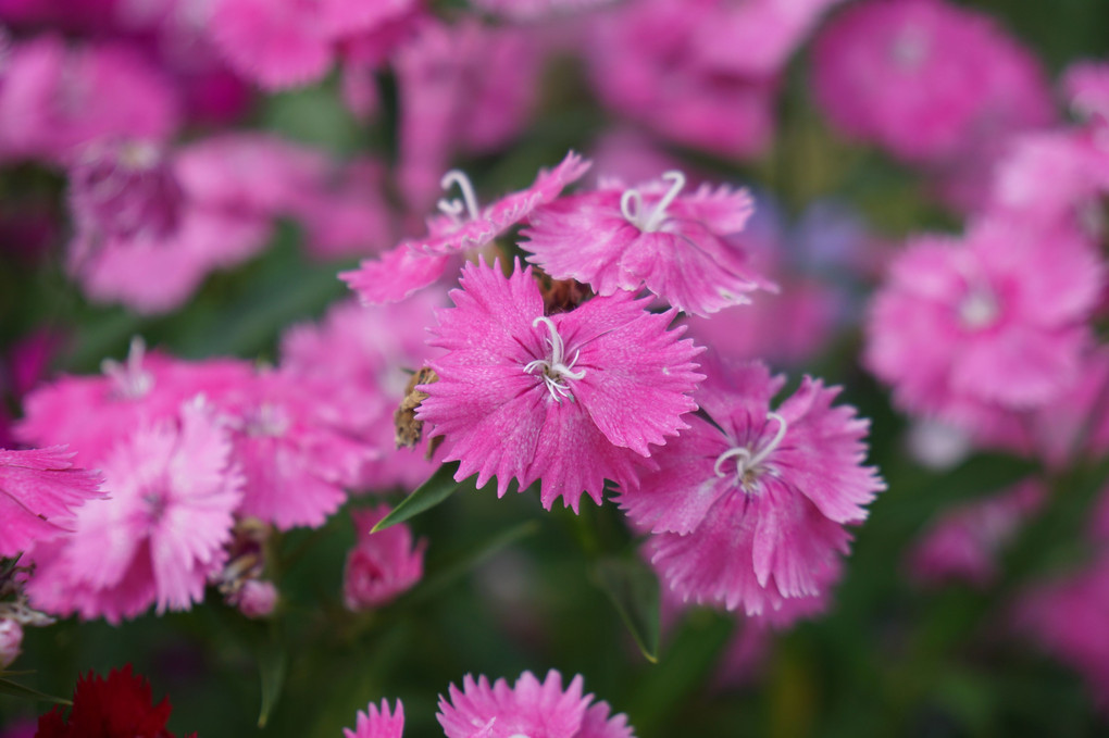 5月の花