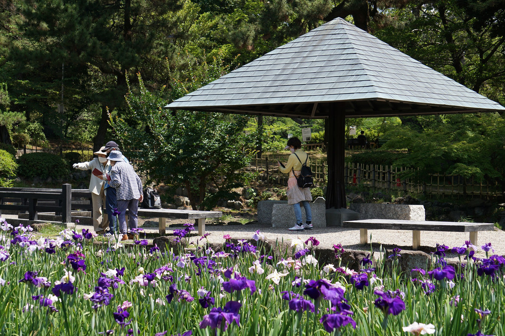 鶴舞公園菖蒲池