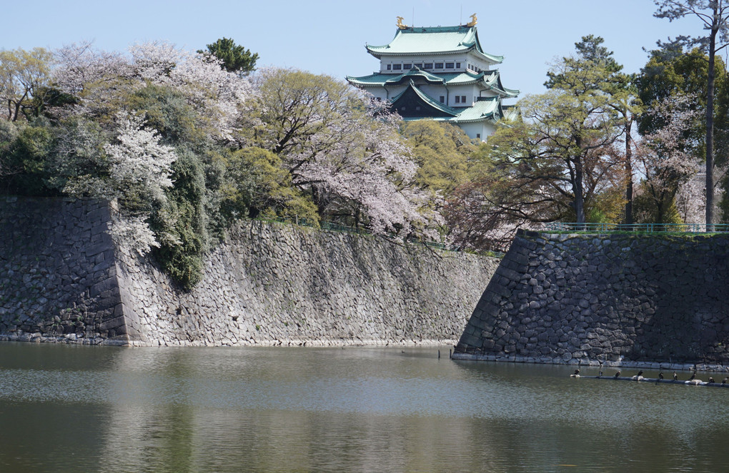 名古屋城周辺の桜