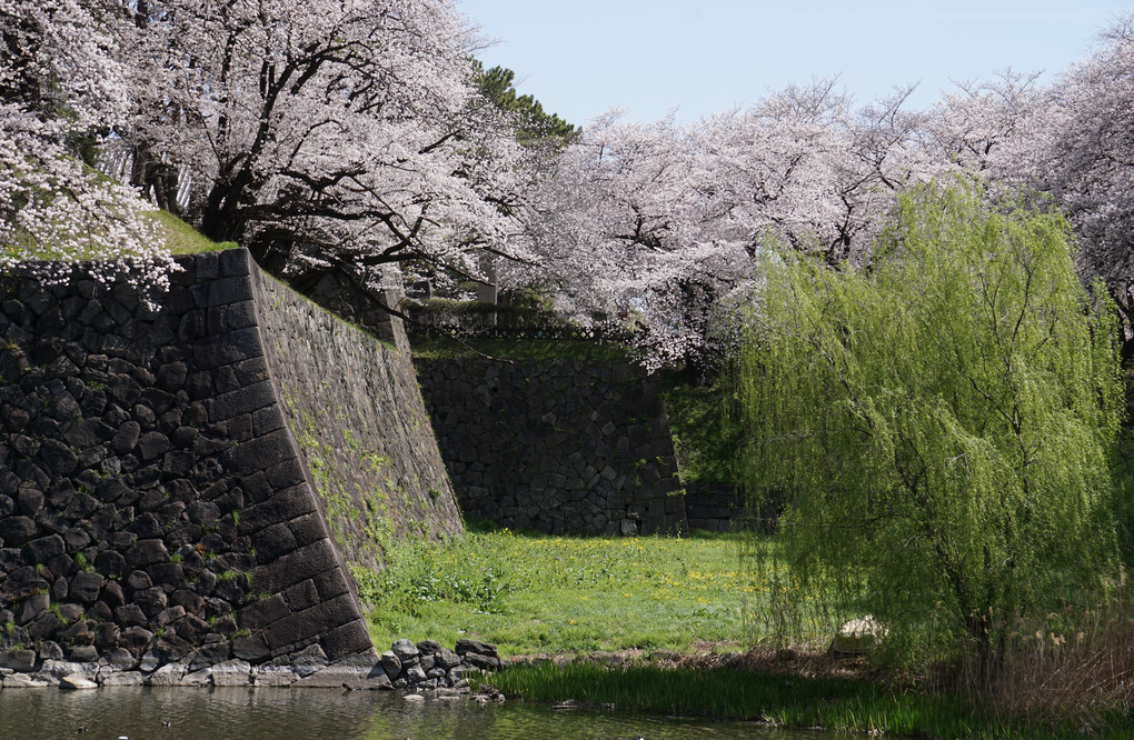 名古屋城周辺の桜