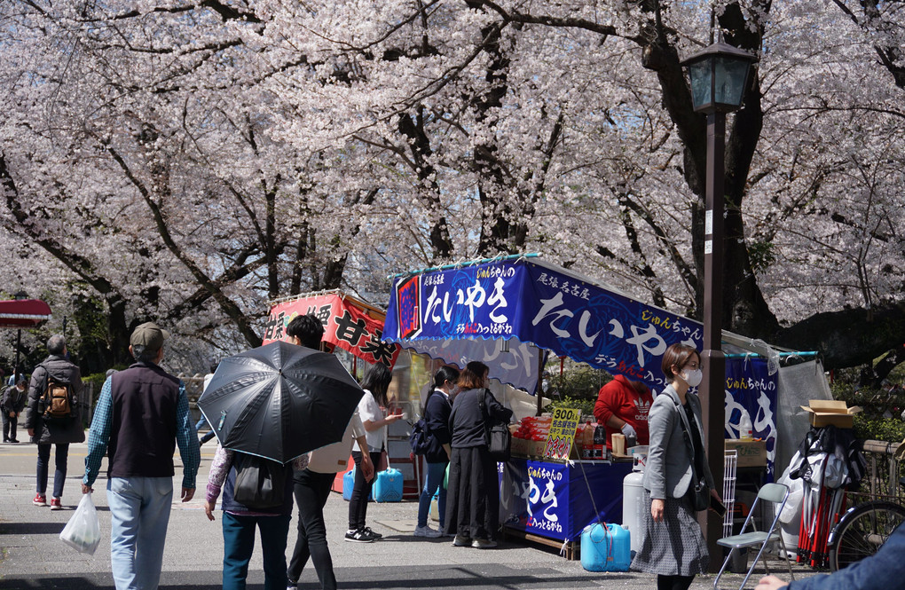 名古屋城周辺の桜