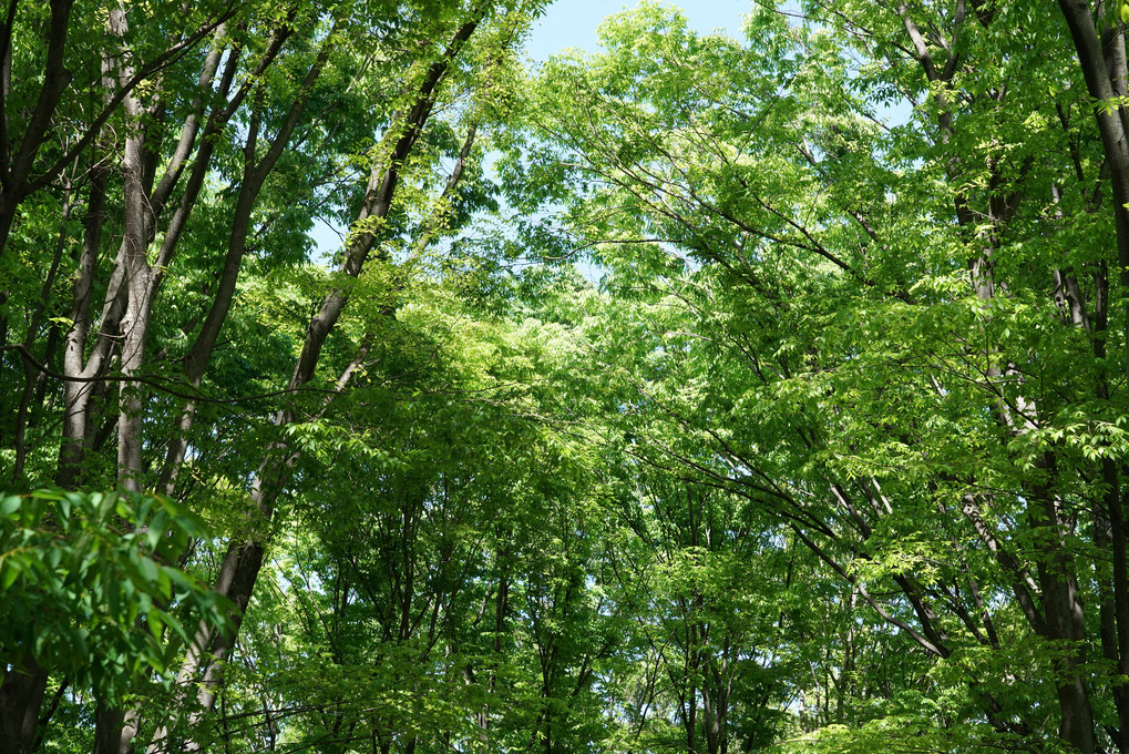 新緑の名城公園