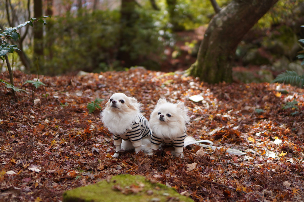 紅葉の絨毯