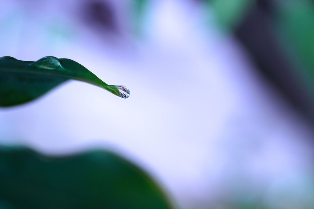 雨上がりの朝