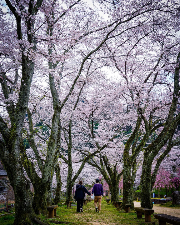 Japanese spring moment