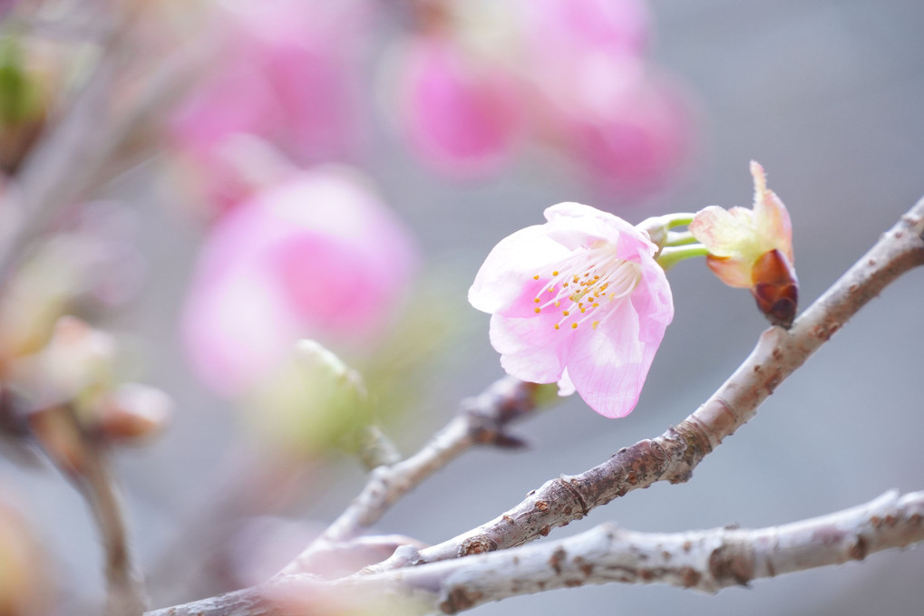 ようやく河津桜ほころぶ