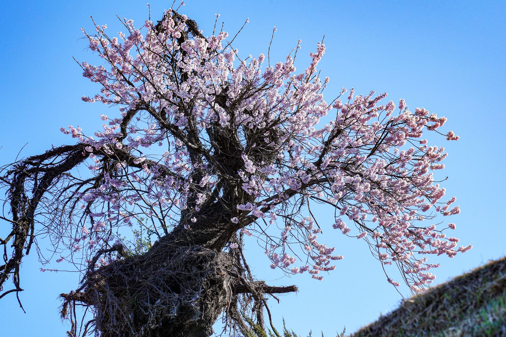 名残惜しい桜たち