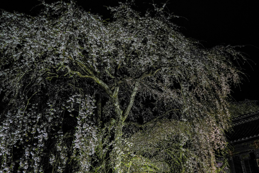 夜桜を眺めて