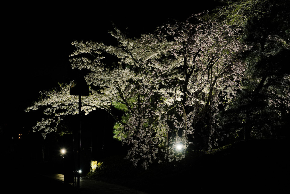 夜桜を眺めて