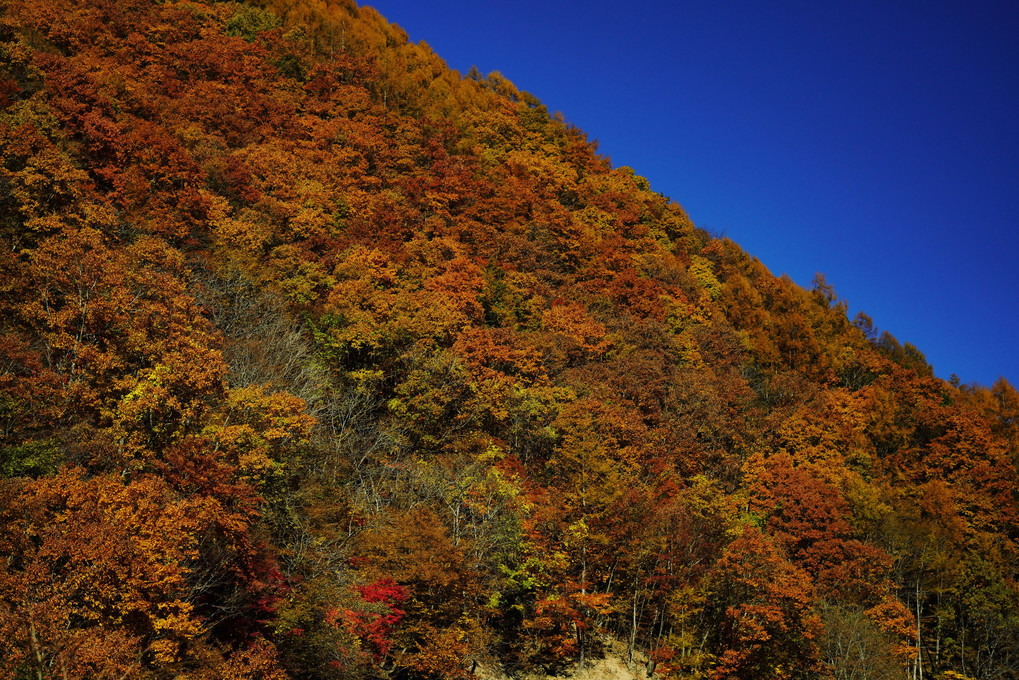 降るがごとく紅葉で染まる