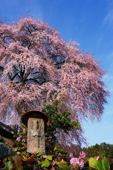 見事なり、枝垂れ桜