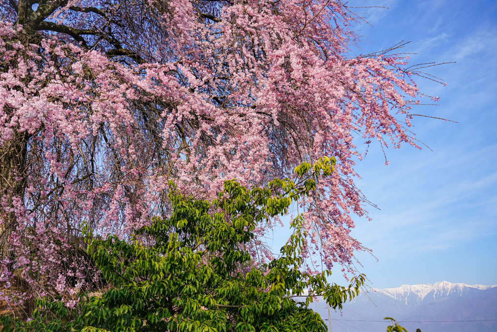 見事なり、枝垂れ桜