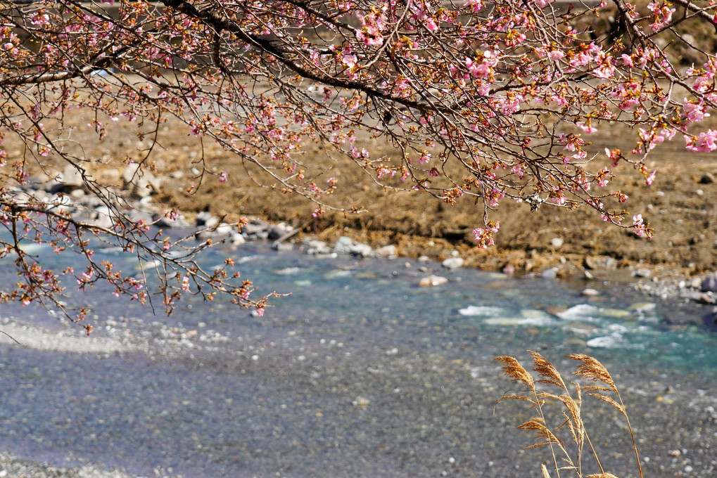 陽光に誘われて－遠山郷の河津桜－