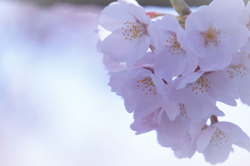 桜の季節