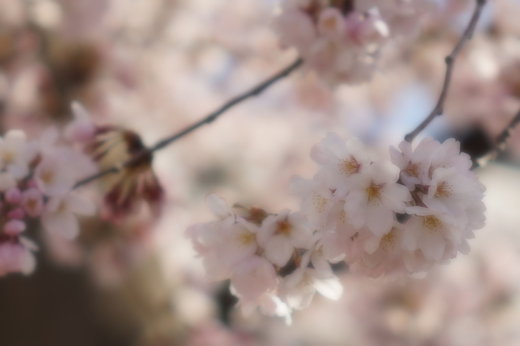 桜の季節