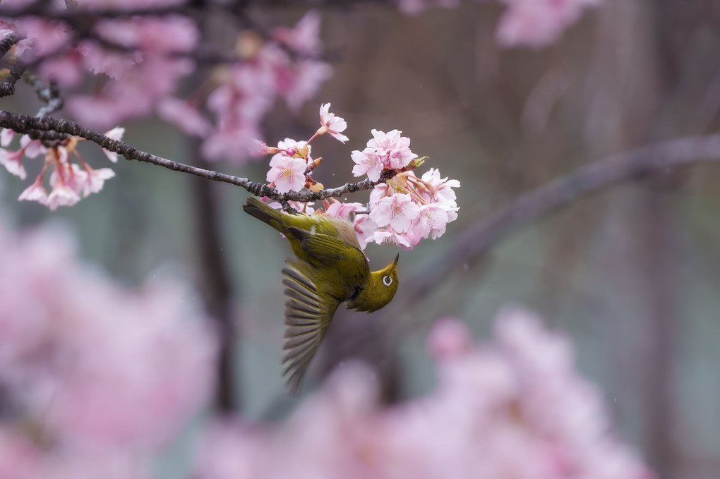 河津桜と目白