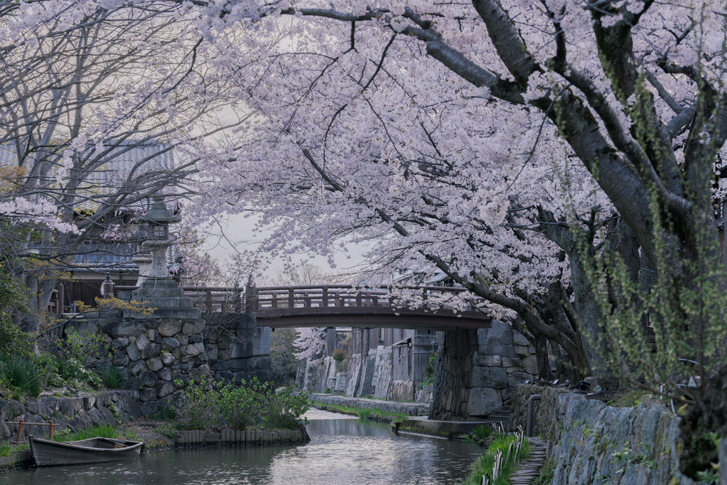 桜咲く八幡堀