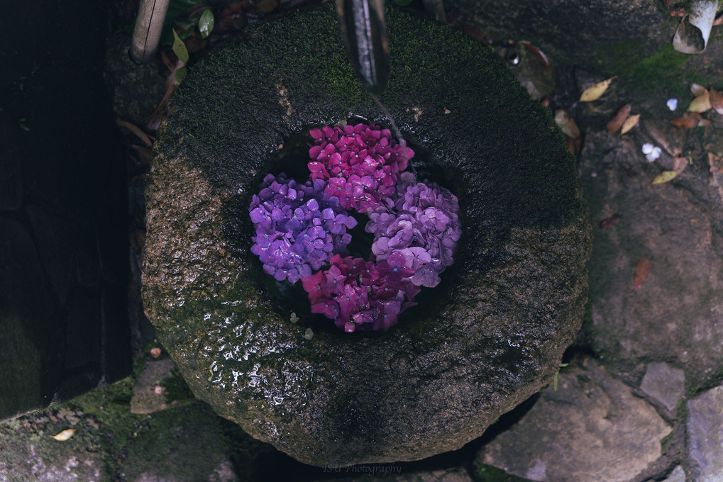 柳谷観音 楊谷寺の花手水(2)