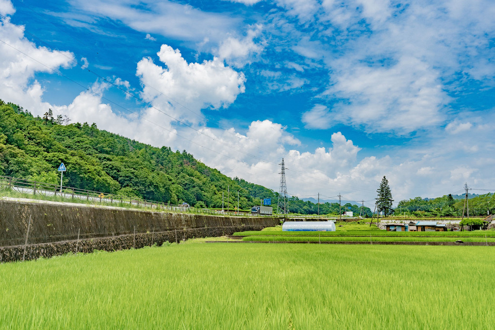 田園