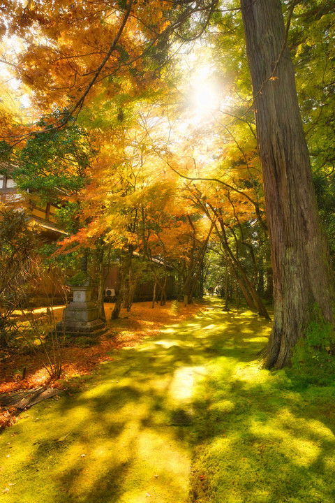 紅葉三原色