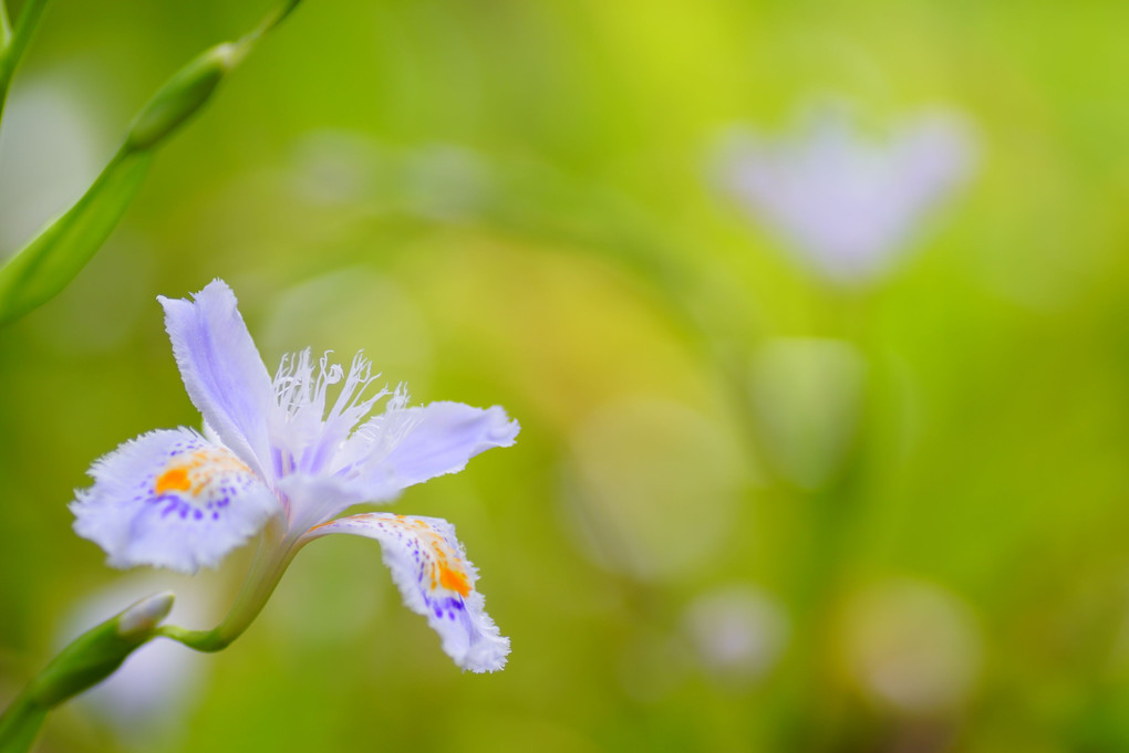 まだまだ咲きます、春の花