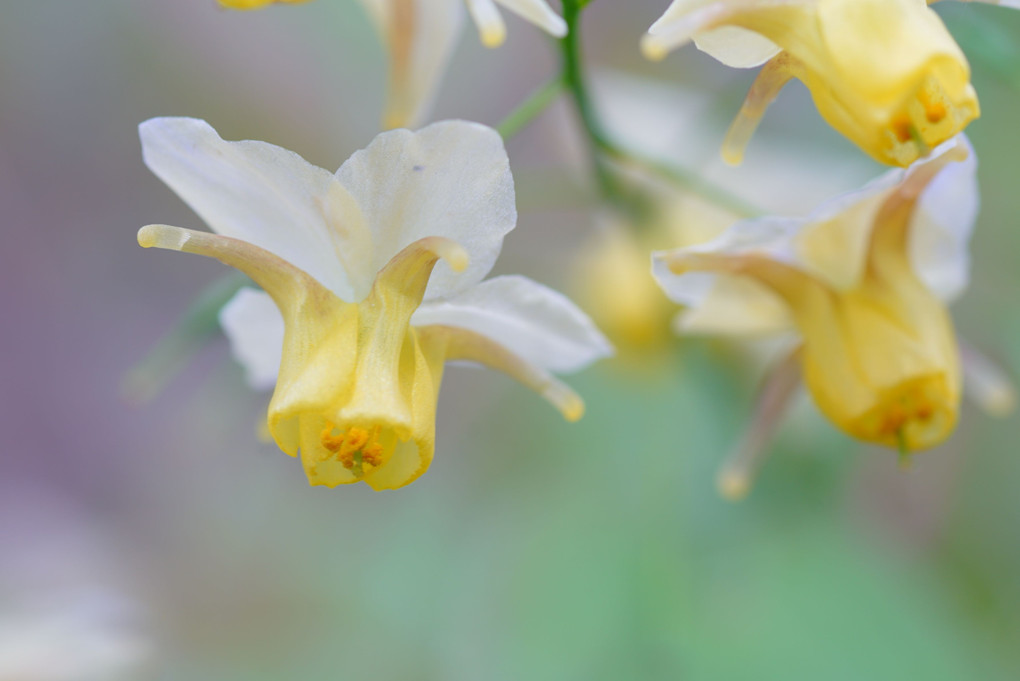 まだまだ咲きます、春の花