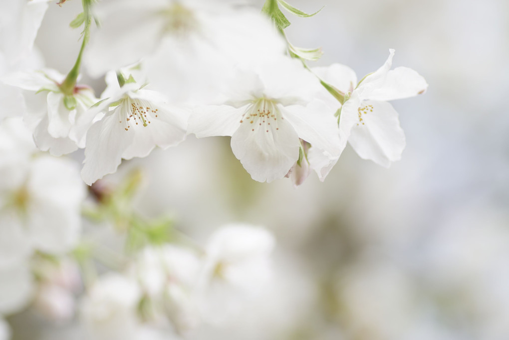 白い桜