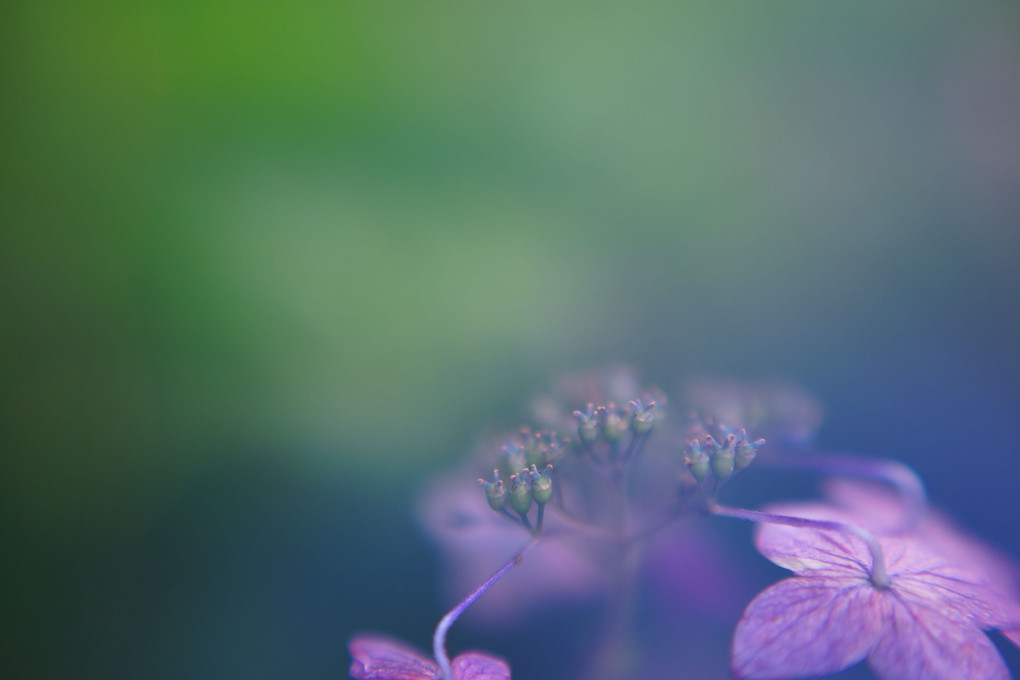 朧（おぼろ）紫陽花