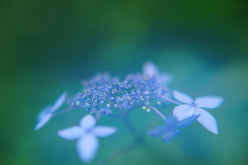 朧（おぼろ）紫陽花
