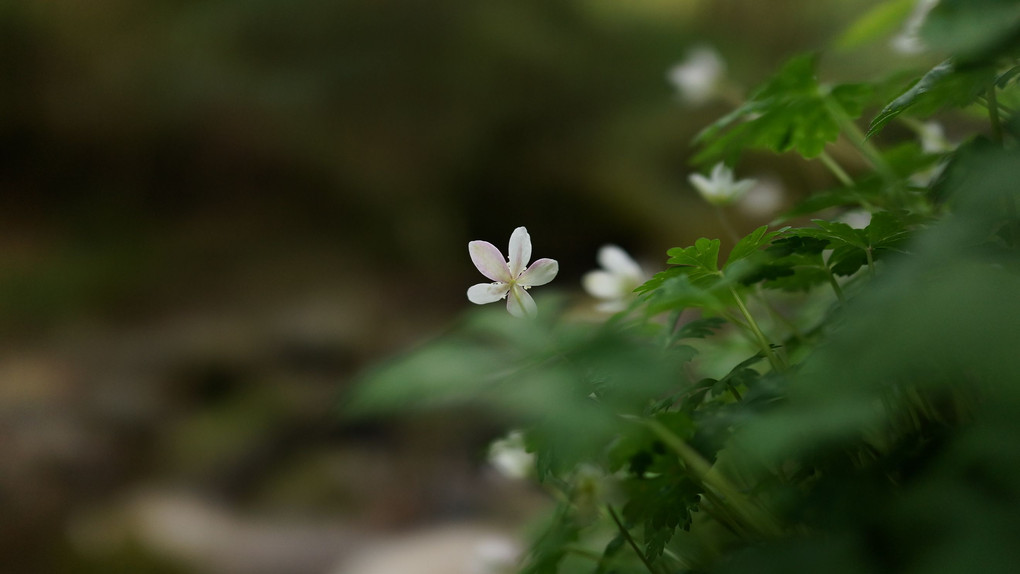 福岡県井原山の春の花