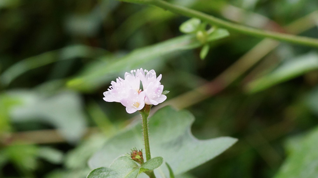 透明感のある小さい花ーミゾソバ