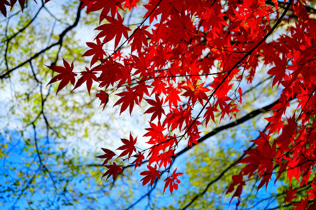 紅葉と１０月の空