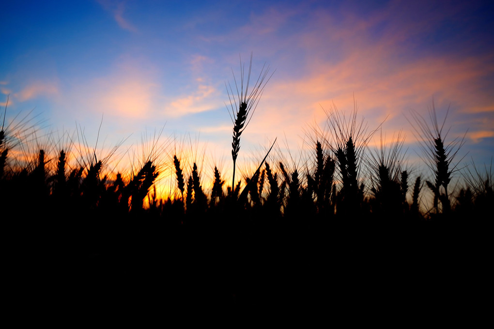 夏の夕暮れ麦畑