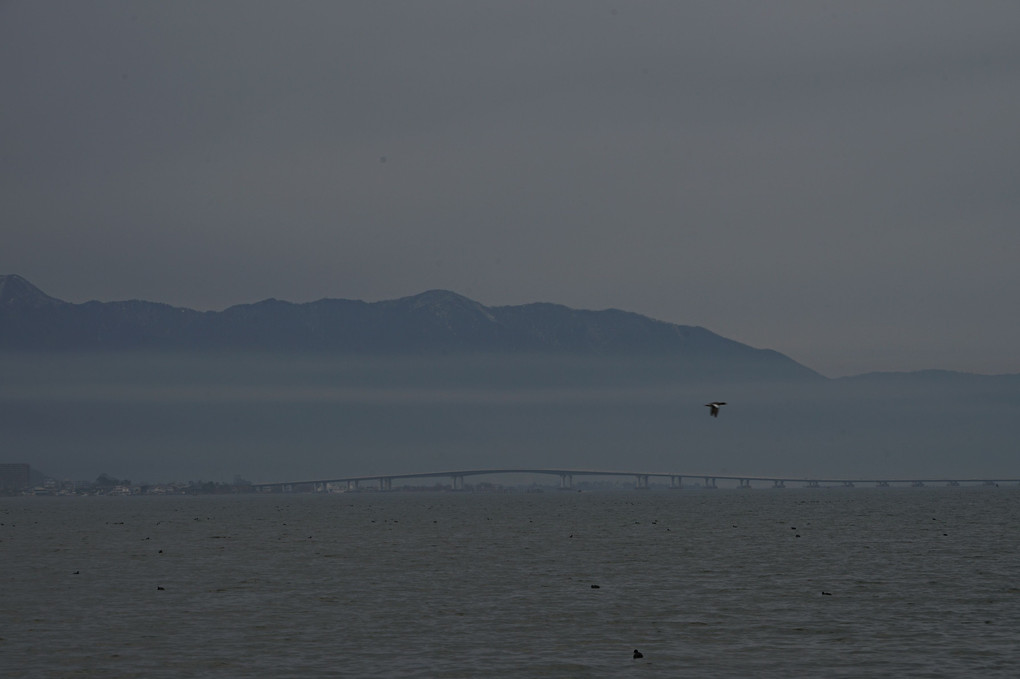 冬・琵琶湖　～鳥～
