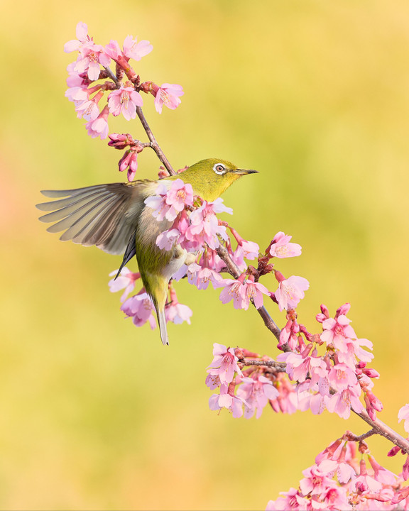 桜花を翔ける翼