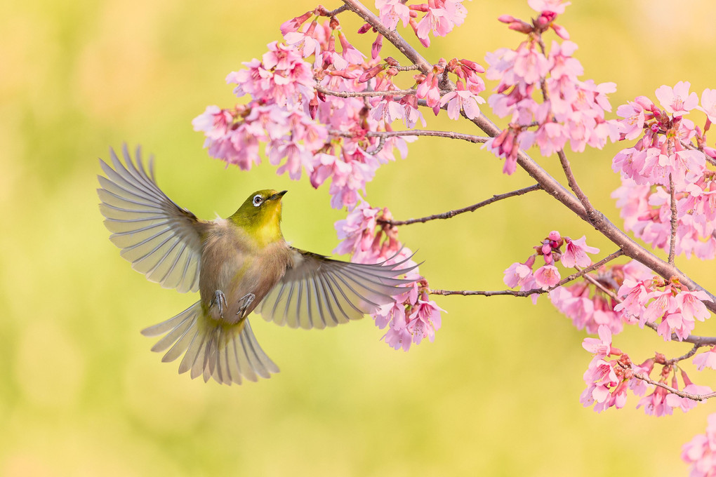 桜花を翔ける翼