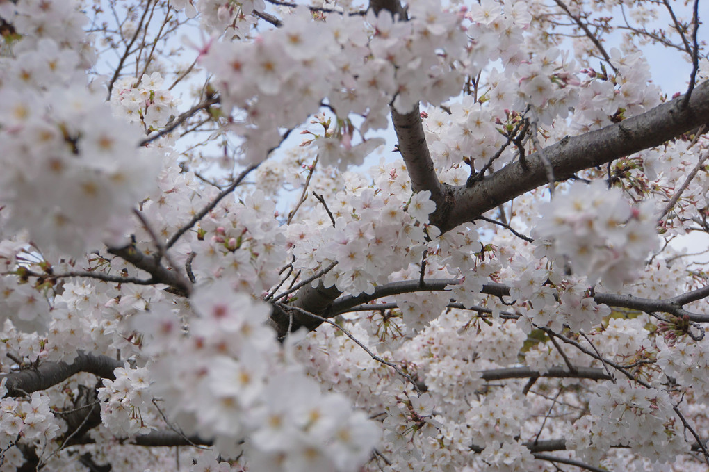 お花見