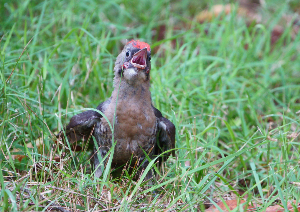 #アオゲラ#の幼鳥、無事でいて欲しいですが