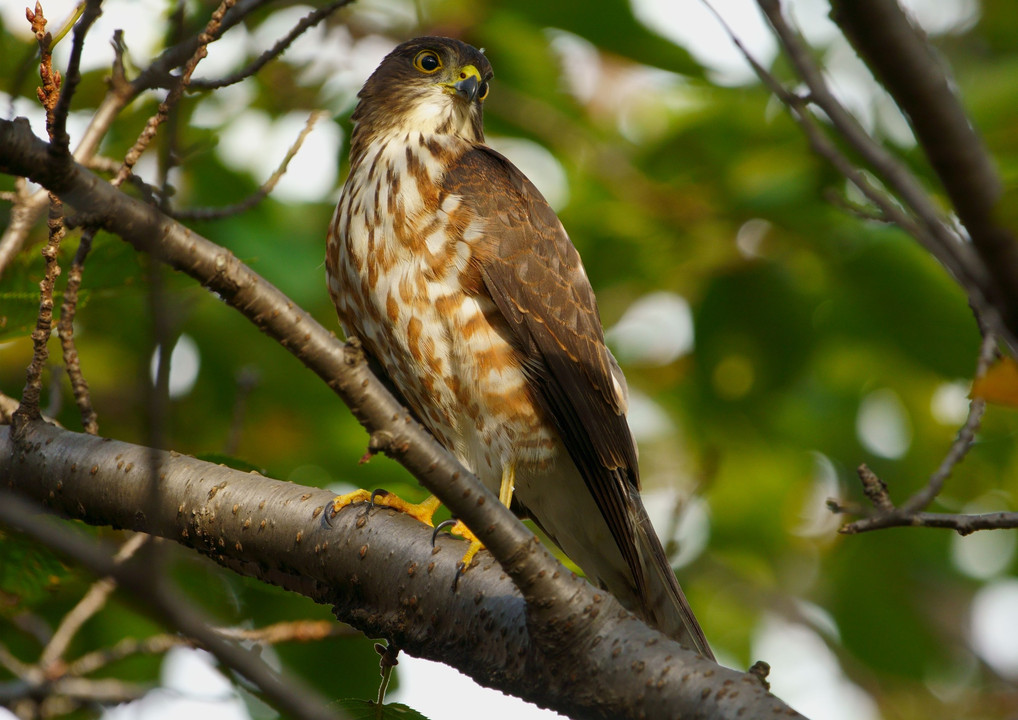 MF生まれ？の#ツミ#幼鳥-⑤